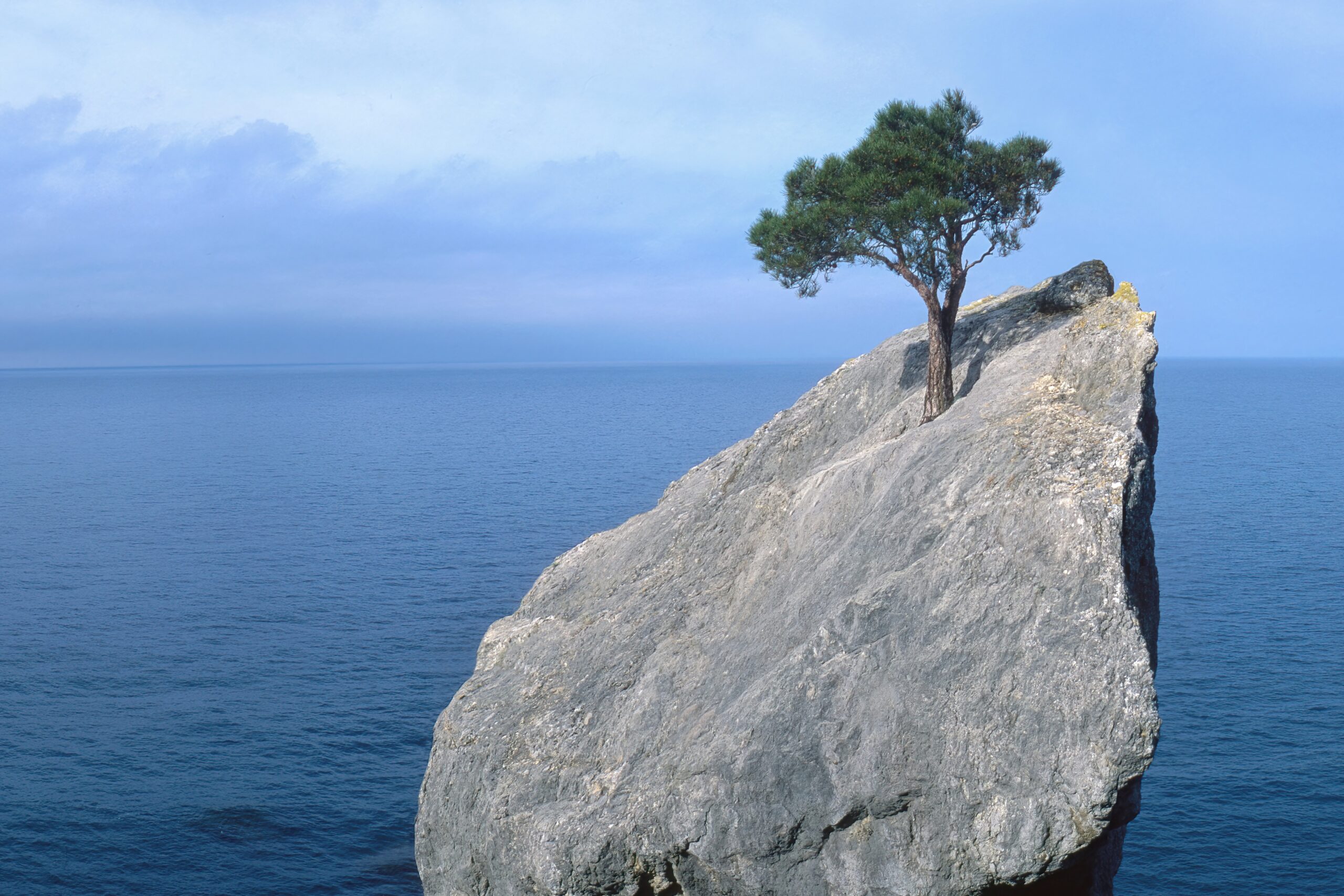 Like a tree standing tall on top of a rock in the middle of an ocean, your organization can be resilient.